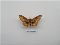 藏品(尺蛾191)的圖片